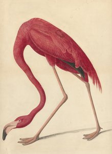 Flamant rose, 1838